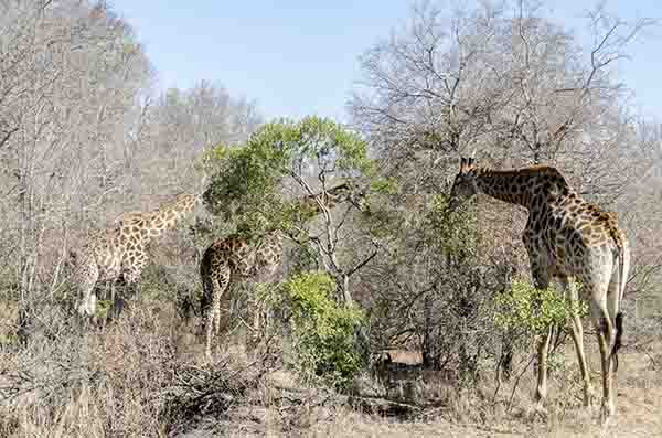 55 - Jirafas - reserva Sabi Sands - Sudafrica